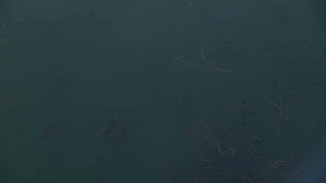 Several bright orange koi fish or goldfish swim under the dark surface of fresh water near some floating bread crumbs.