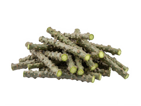 A small pile of cut tinospora cordifolia stems used for traditional herbal medicine preparation isolated on transparent background