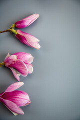 Floral magnolia border with pink blossoms and minimal clean backdrop © Peredniankina