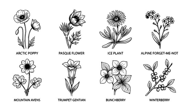 Hand Drawn Winter Wildflower Botanical Sketch Set with Arctic Poppy Pasque Flower Alpine Forget Me Not and Mountain Flora Vector Collection