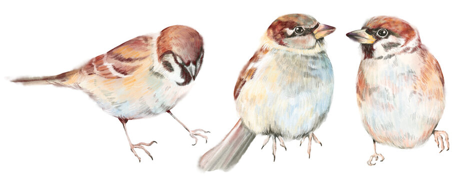 Watercolor hand drawn set of three sparrows in different poses, isolated on white background. Delicate bird illustration for garden, woodland, country, vintage, cottage core design. Detailed style