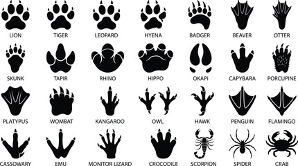 Collection of black animal footprint silhouettes, including mammals, birds, reptiles, and insects with labeled names on a white background © Graphic Seller