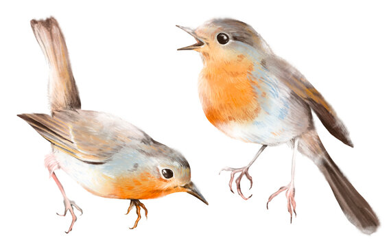 Watercolor hand drawn set of two robins or redbreasts in different poses, isolated on white background. Delicate detailed bird illustration for garden, woodland, country, vintage, cottage core design