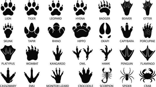 Collection of black animal footprint silhouettes, including mammals, birds, reptiles, and insects with labeled names on a white background