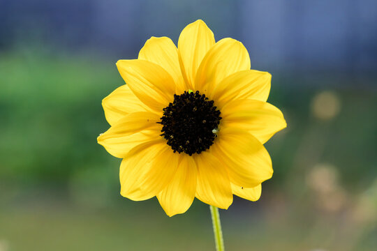 Bright yellow sunflower head with dark center on slender green stem against softly blurred outdoor garden background, showing fresh petals, natural texture, and sunny summer color