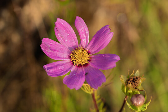 Closeup purple wildflower with bright yellow center, dew covered petals and soft meadow background in warm natural light, showing delicate texture, fresh color, and gentle spring feeling