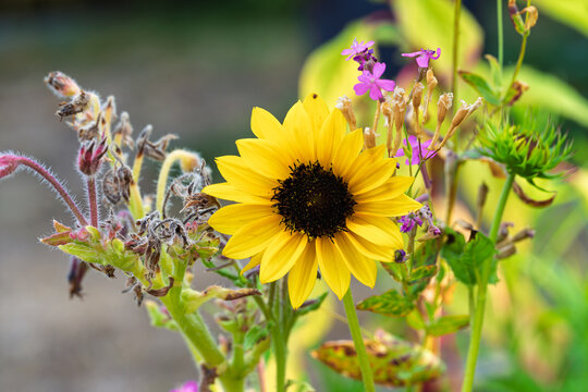 Bright yellow sunflower with dark brown center surrounded by purple and pink wildflowers, green foliage, seedheads, and soft daylight in natural garden setting, with sunflower, flower, yellow, petal