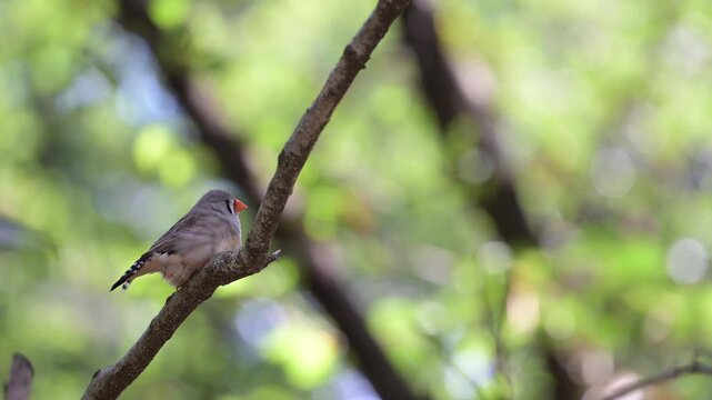 4K video of small birds, such as zebra finches, resting in the shade of a tree