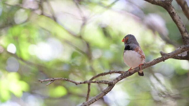 4K video of small birds, such as zebra finches, resting in the shade of a tree