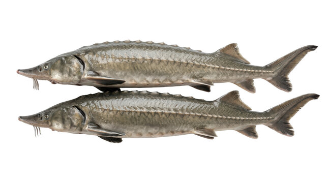 Two kaluga sturgeon fish displayed side by side detailed scales and barbels on transparent background acipenseridae