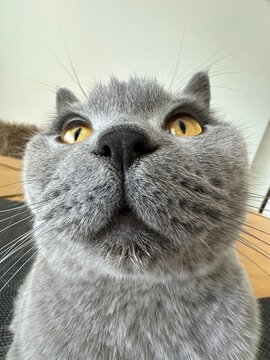 Funny close-up portrait of a British shorthair cat