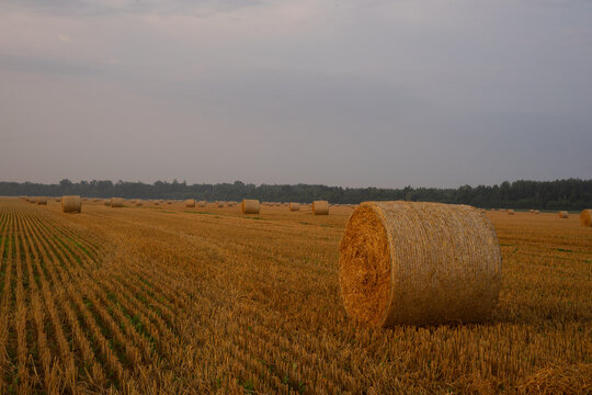 Round straw bales in harvested wheat field at sunrise