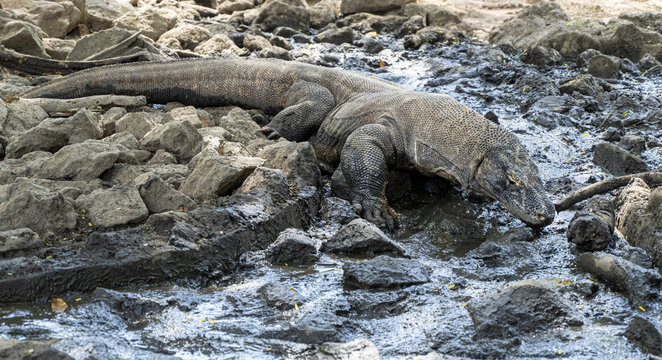 Dragon de Komodo sur l'ile de Komodo , Indon&eacute;sie