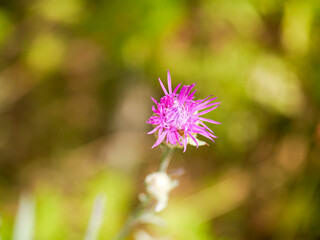 Fototapeta premium A flower of the meadow knapweed (Centaurea jacea) as a nature wallpaper. Taken in Tremosine.