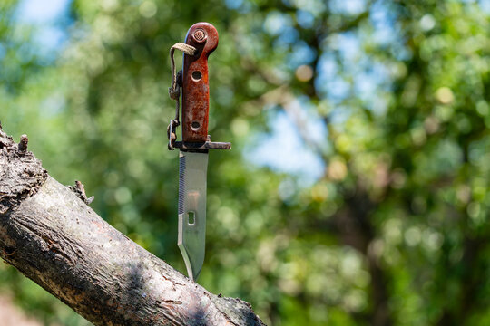 Vintage soviet bayonet knife with brown bakelite handle stuck into textured tree branch outdoors, closeup
