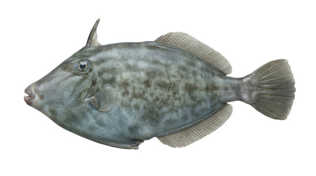 Unicorn leatherjacket fish specimen detailed illustration on transparent background filefish oceanic marine life sea creature anatomy
