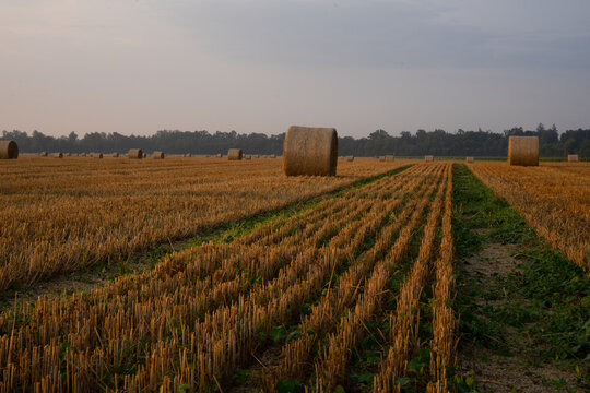 Round straw bales in harvested wheat field at sunrise