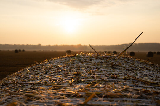 Close up of straw bale in harvested field at sunrise with morning dew