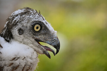 Very close-up side profile portrait of a young Short-toed Snake Eagle chick with tongue out © Botond