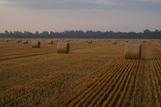 Round straw bales in harvested wheat field at sunrise