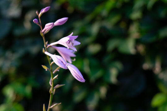 Blooming Hosta Flowers in Summer Garden with Soft Green Background