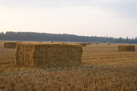 Rectangular straw bales in harvested wheat field under morning sky