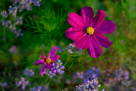 Pink Cosmos Flower Blooming Among Lavender in Summer Garden