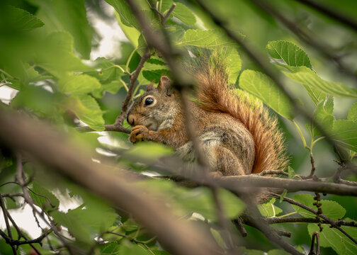 Eastern Fox Squirrel on a tree branch
