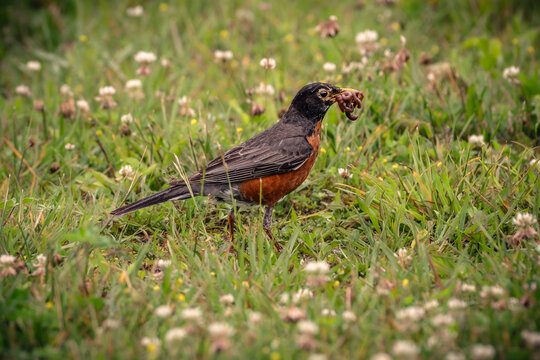 American Robin holding earthworms in its beak