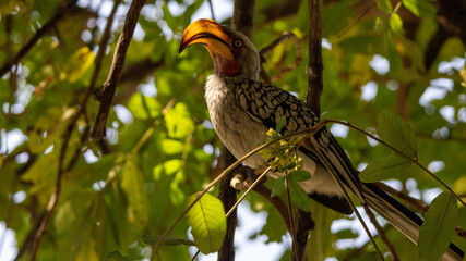 Southern yellow-billed hornbill (Tockus leucomelas) © Joannes
