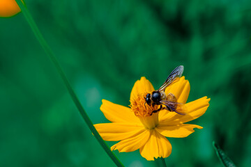 Honeybee collecting nectar on yellow cosmos flower with vibrant green blurred background © keerati