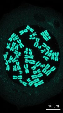 Chromosome spread showing active cell division, fluorescent nucleus structure under microscope, biological genome replication process, scientific laboratory dna testing.