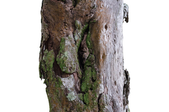 Una toma de cerca de varios troncos de arboles en un fondo transparente 