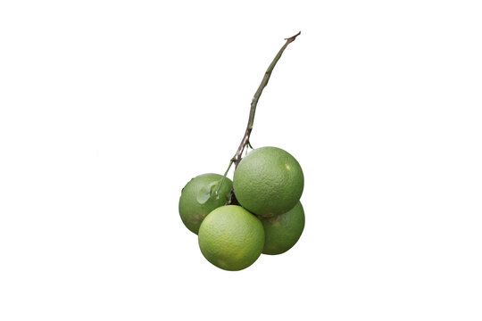 Una toma de cerca de varias naranjas verdes en un &aacute;rbol con hojas verdes en un fondo transparente.

