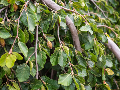 Close up of green beech leaves and young fruits growing on hanging branches of a tree in summer.
