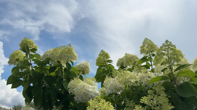 Panicle hydrangea shrub against sky.