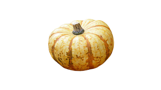 Single ripe speckled pumpkin isolated on white background with vegetable speckled isolated background seasonal thanksgiving halloween agriculture nutrition ingredient cultivation decoration