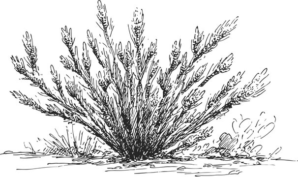 Desert bush with thin branches and sparse leaves wild shrub silhouette in arid landscape