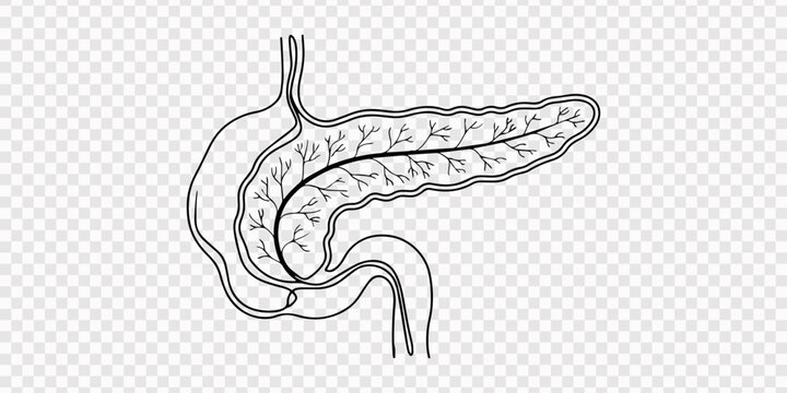 Continuous one line drawing of human pancreas and duodenum anatomy. transparent background, Human pancreas one line art. Continuous line drawing of human, internal, organs, pancreas, gastrointestinal.