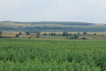 Fototapeta premium rural landscape in the summer