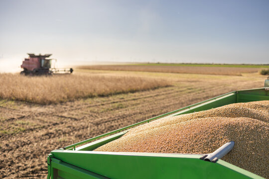 Soybean field ready for harvest in autumn countryside