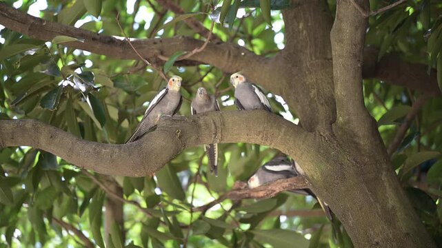 4K video of small birds, such as cockatiels, resting in the shade of a tree