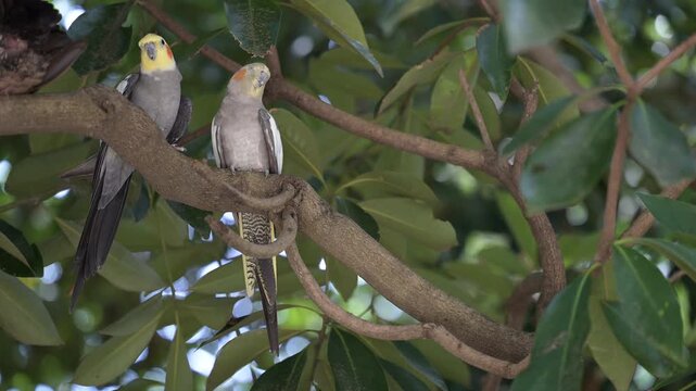 4K video of small birds, such as cockatiels, resting in the shade of a tree