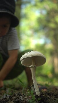 Little Boy Finds a Parasol Mushroom, Crouches Down, Carefully Examines and Touches It in the Forest, Low Angle View