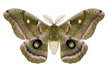 Detailed symmetrical view of a Polyphemus moth with prominent eyespots © Masnoon