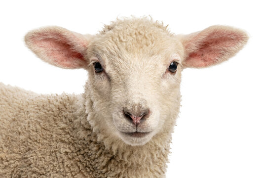 Close Up Portrait of a Young Lamb with Soft White Wool