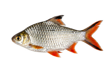 Vibrant Tinfoil Barb Fish with Silver Scales and Red Fins © Masnoon