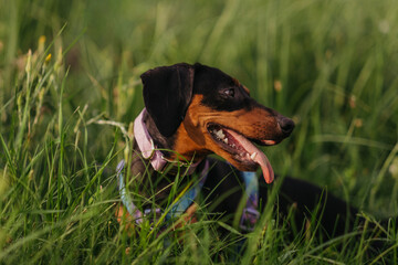 Side view profile portrait of a black and tan dachshund dog in tall green grass © sushytska