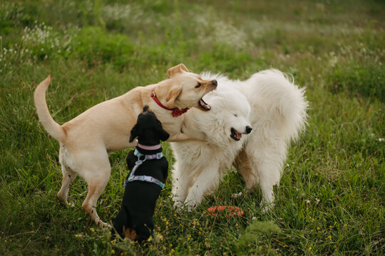 Three dogs playing together on a green grass field in a park