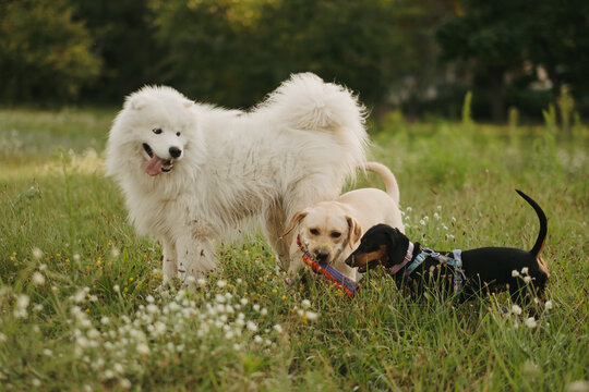 Three dogs playing together on a green grass field in a park